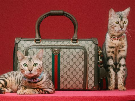 gucci pet bij